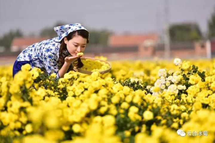 云臺(tái)冰菊基地發(fā)生了什么？一批批領(lǐng)導(dǎo)專家團(tuán)隊(duì)前來(lái)！