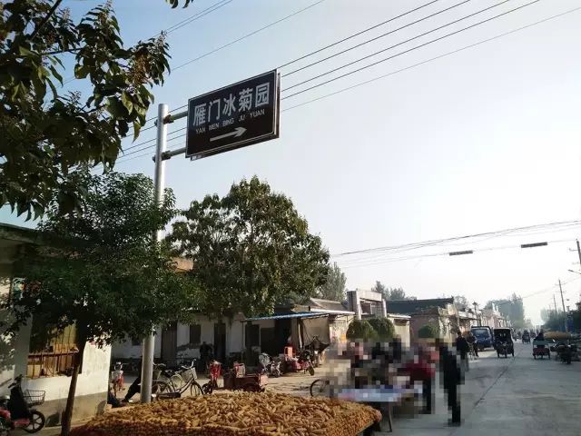 如何找到云臺冰菊？怎樣找到云臺冰菊？